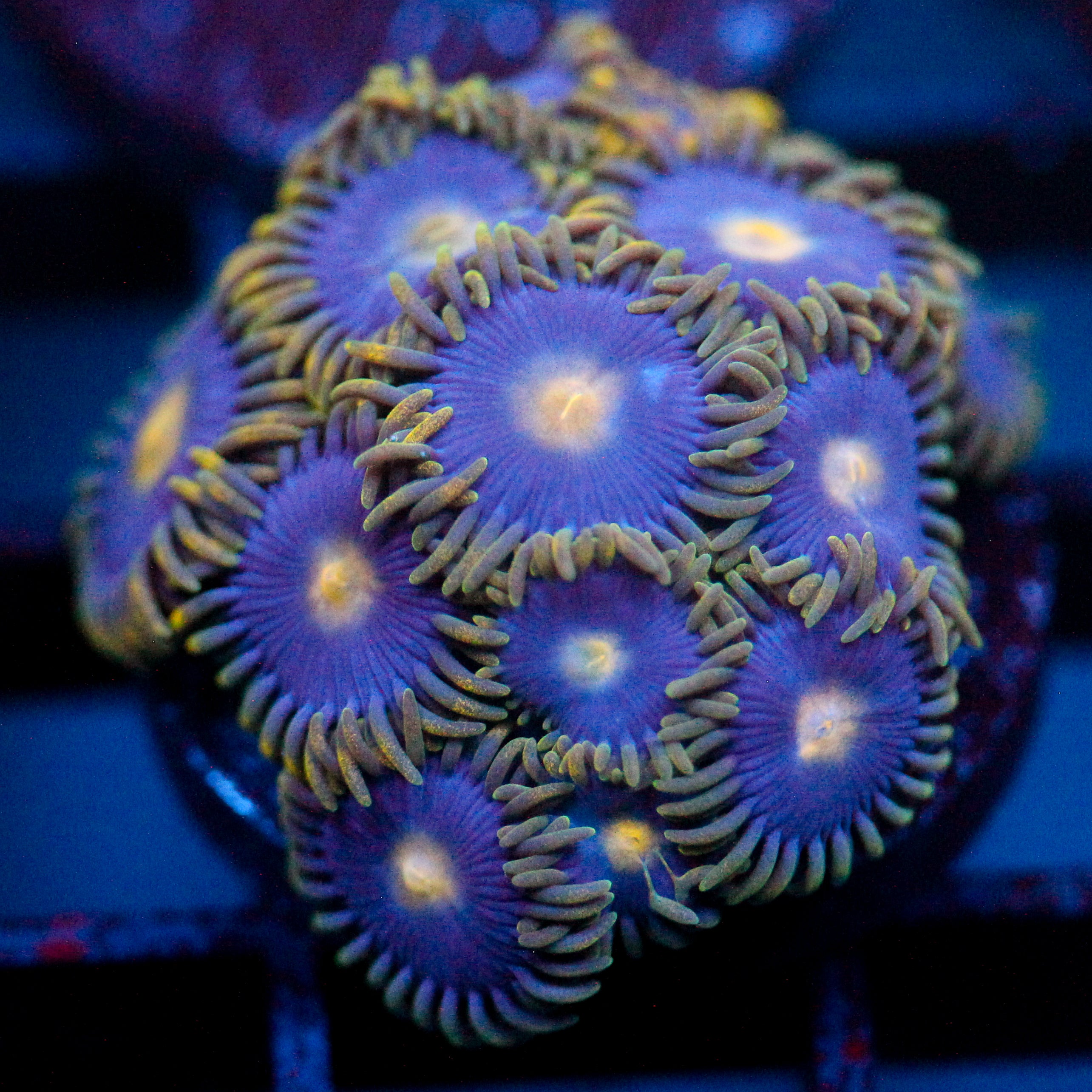 JC Golden Globe Zoanthids