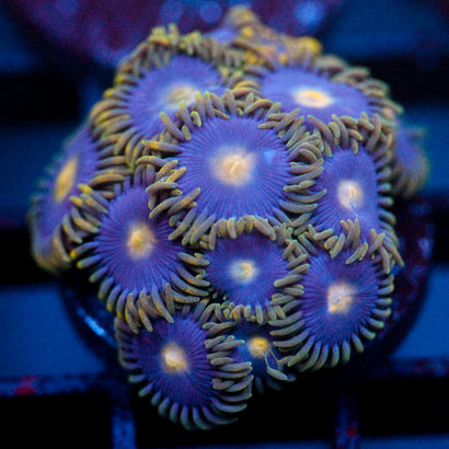 JC Golden Globe Zoanthids