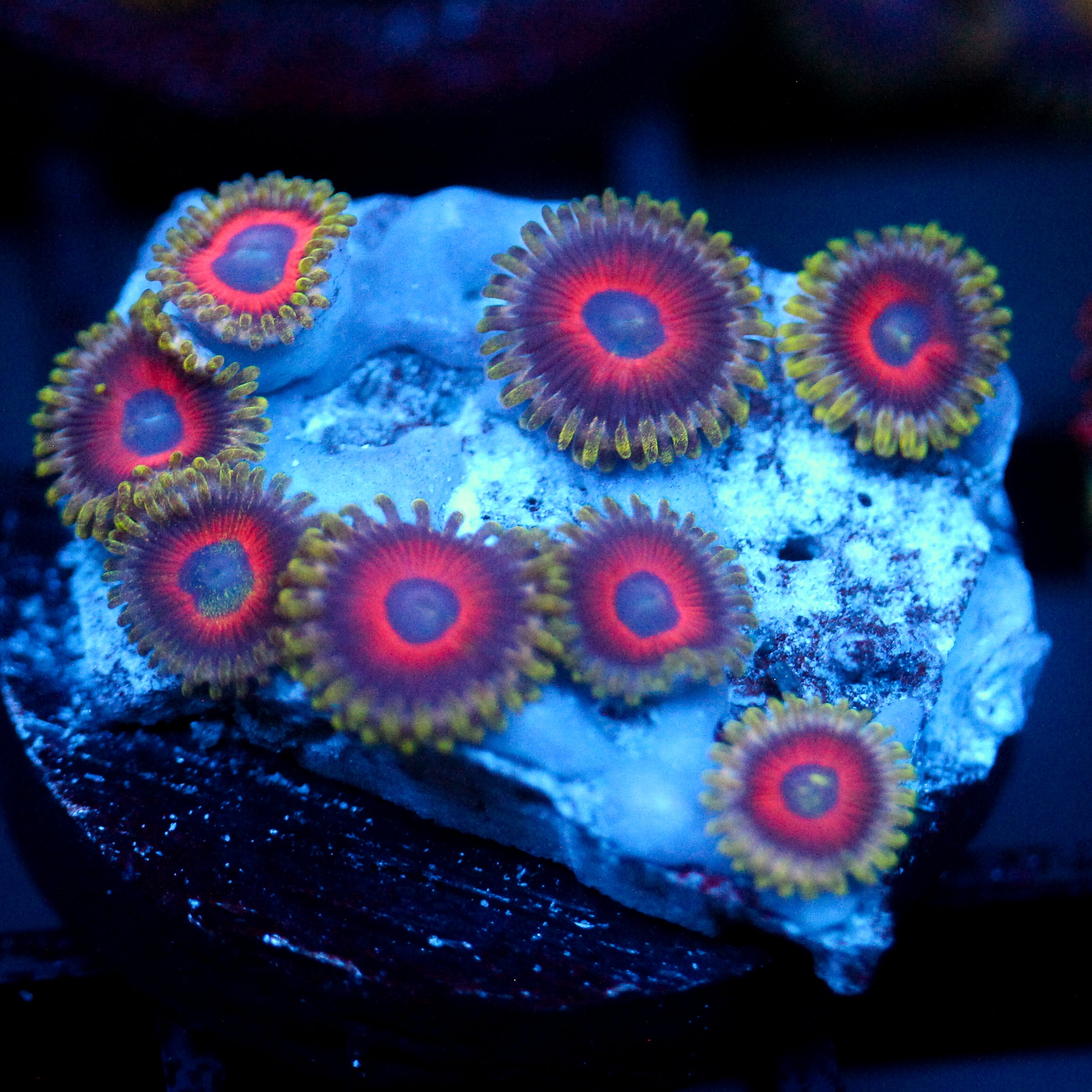 JC Empire Zoanthid