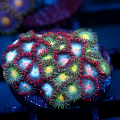 JC Zoa Garden Seed