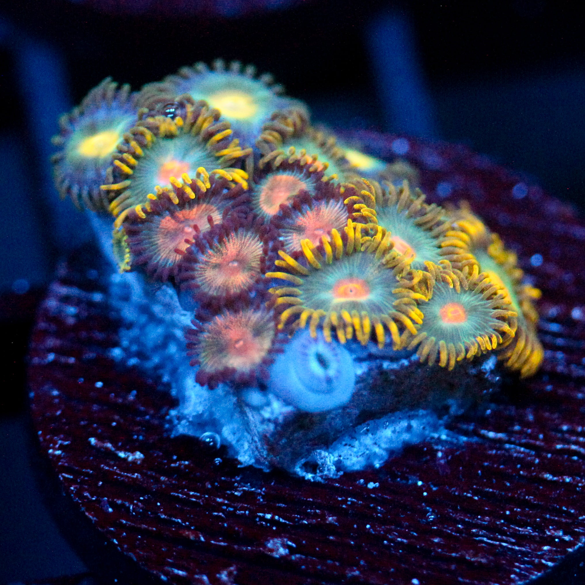 JC Zoa Garden Seed