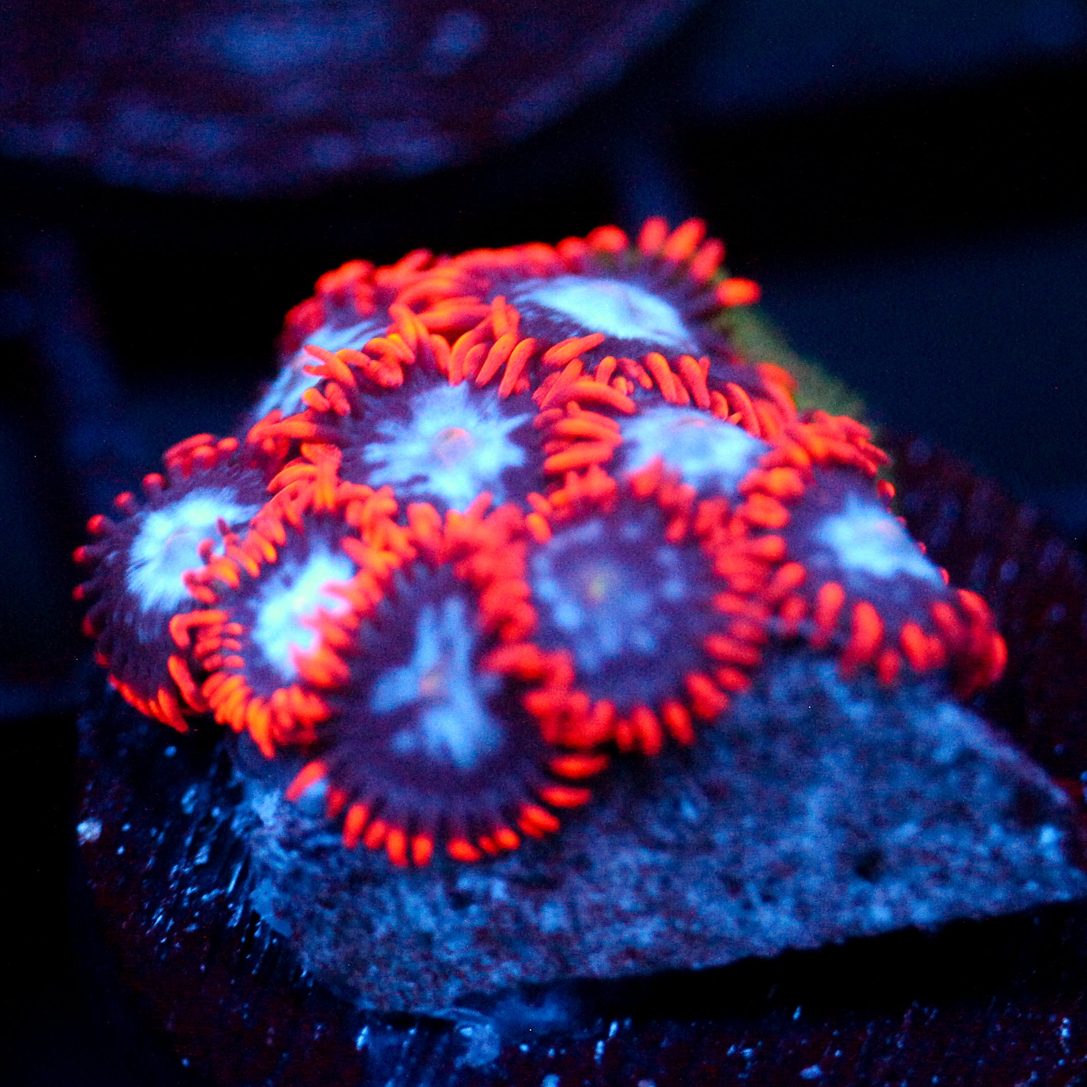 JC Edge of Reality Zoanthid
