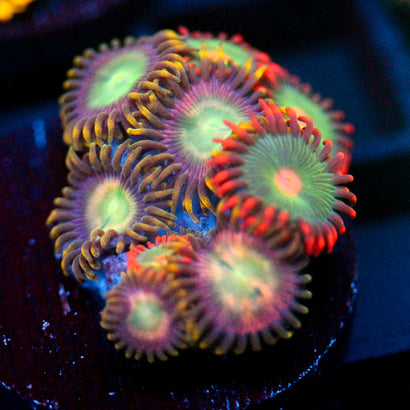JC Tye Dye Reality Zoanthids Mix
