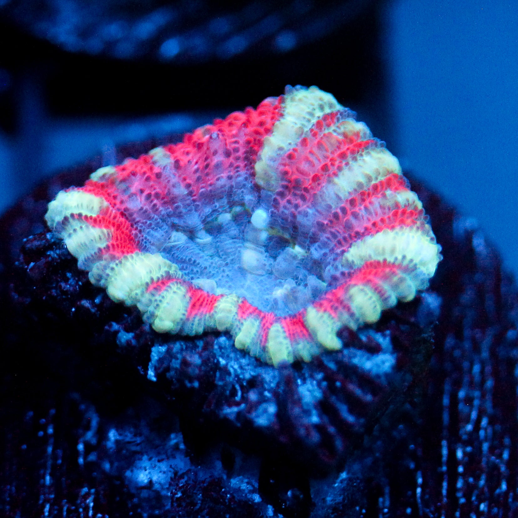 JC Tiger Acan
