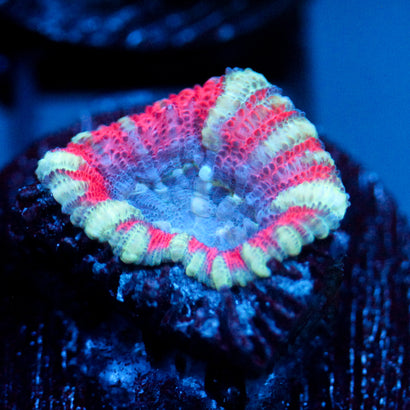 JC Tiger Acan