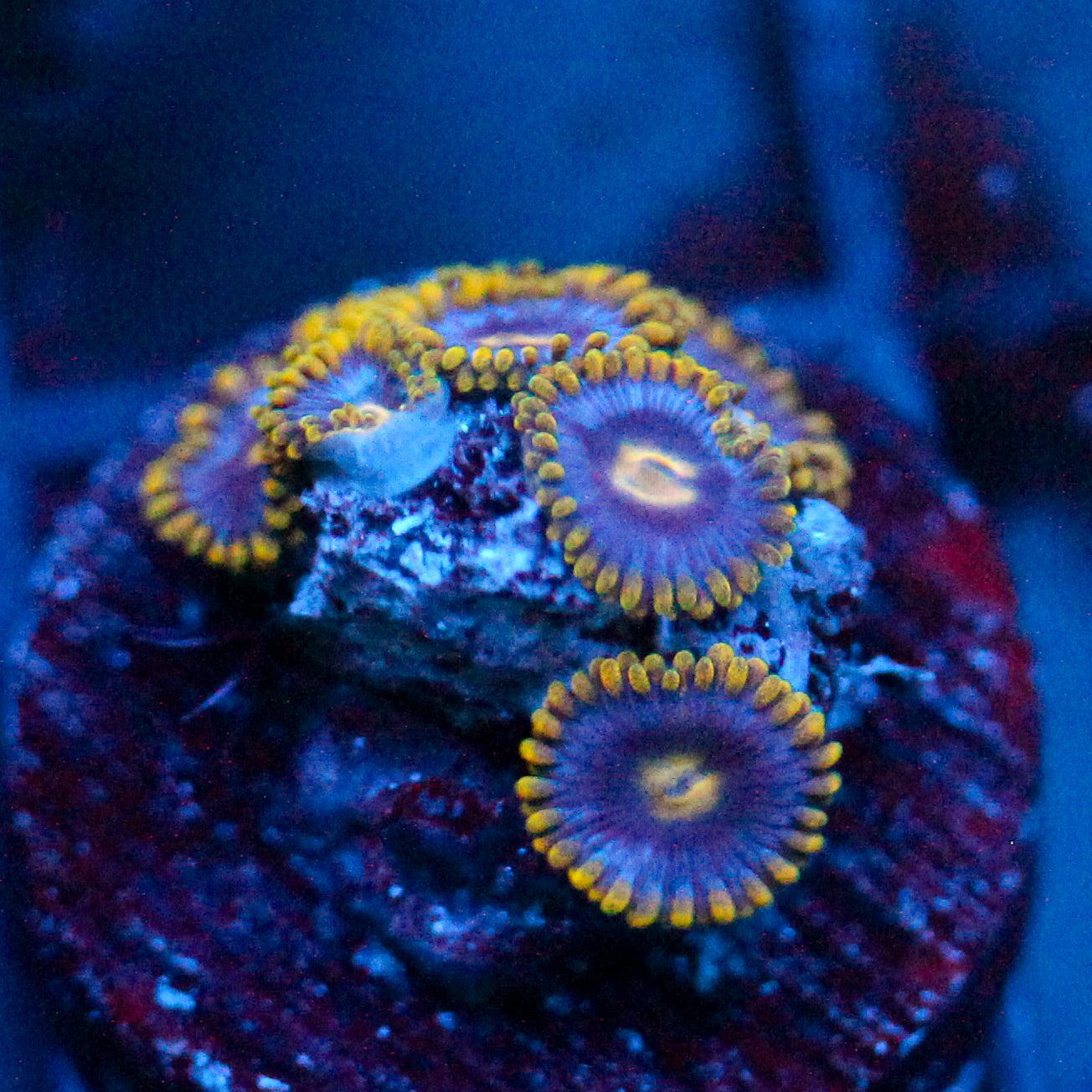 JC Gold Burst Zoanthid