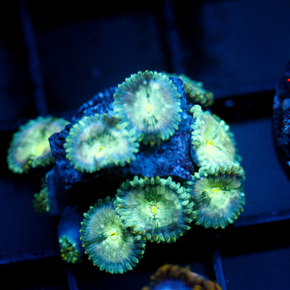 JC Hawaiian Ding Dang Zoanthid