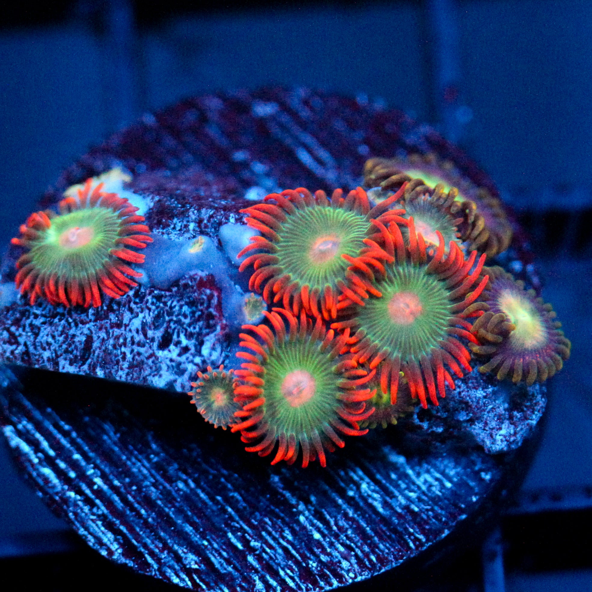 JC Gatorade Zoanthids