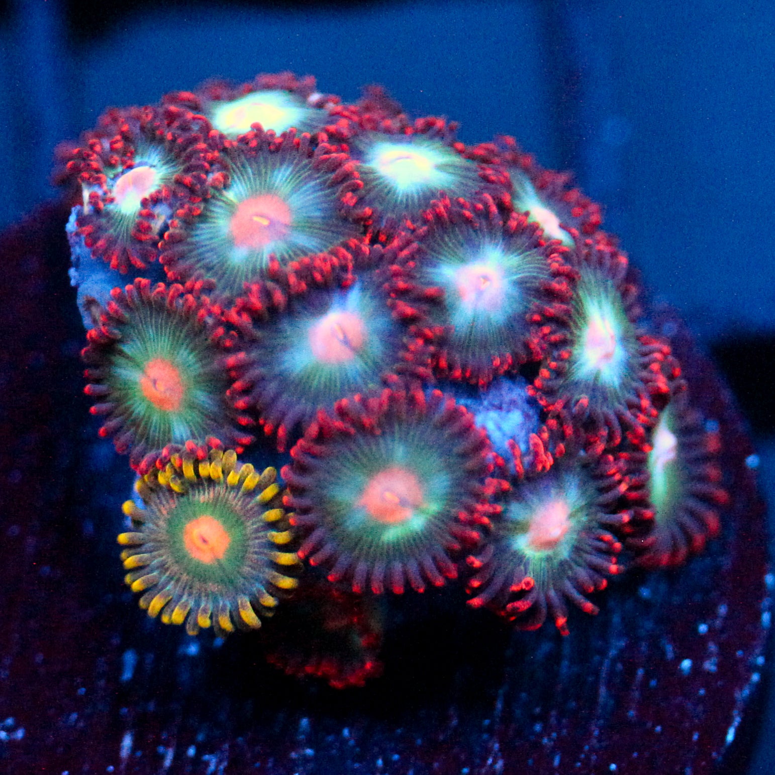 JC Nova Zoanthid Mix