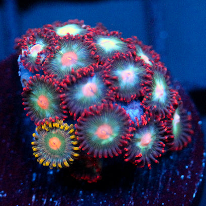 JC Nova Zoanthid Mix