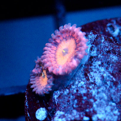 JC Mango Smoothie Zoanthid