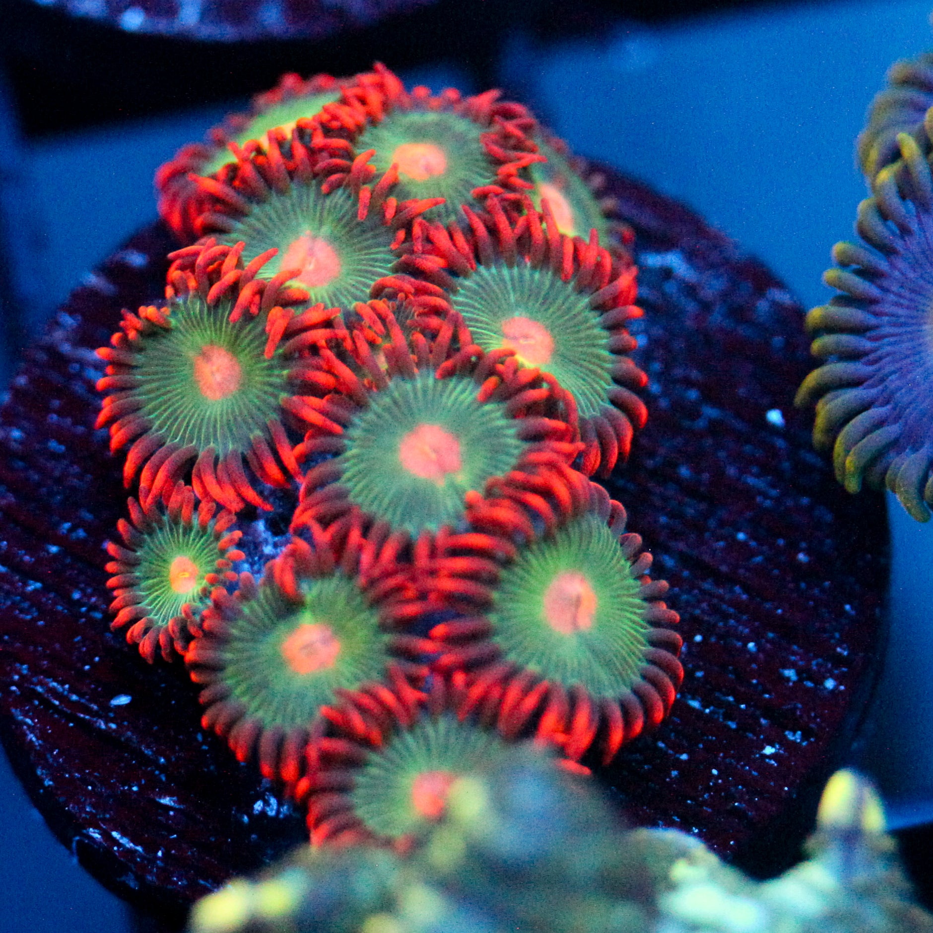 JC Gatorade Zoanthids