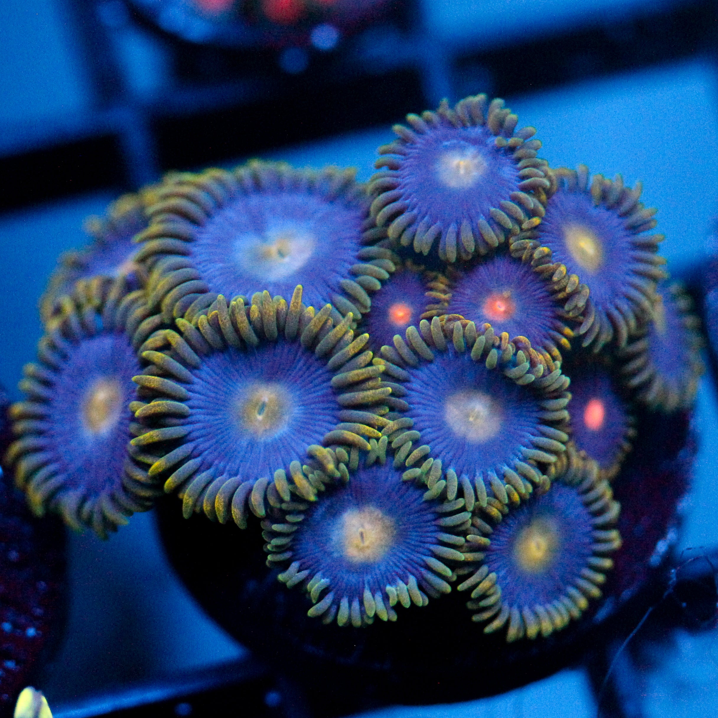 JC Gold Burst Zoanthid