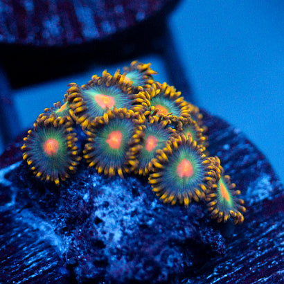 JC Saturn Zoanthid