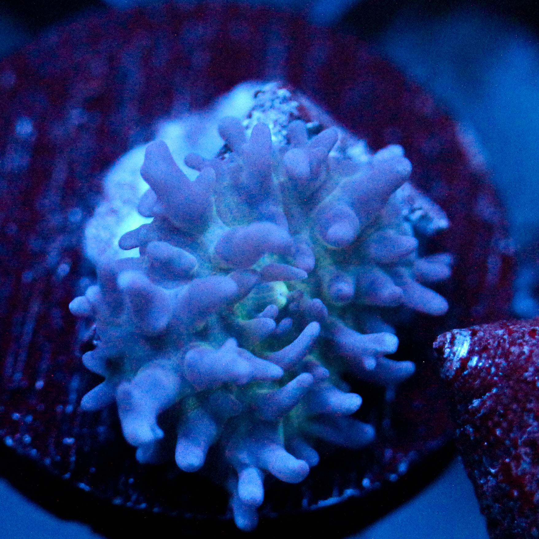 JC Fuzzy Mushroom