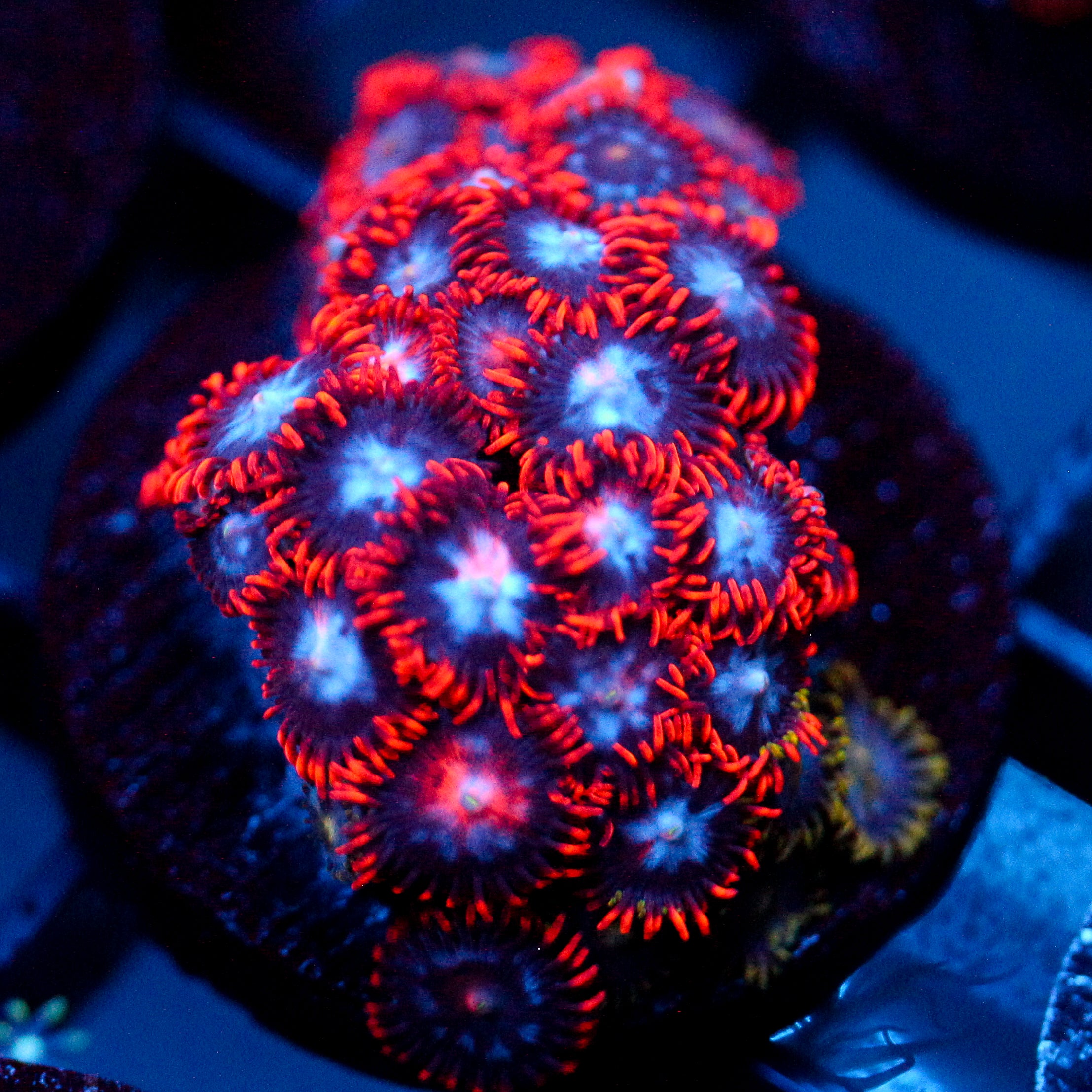 JC Edge of Reality Zoanthid