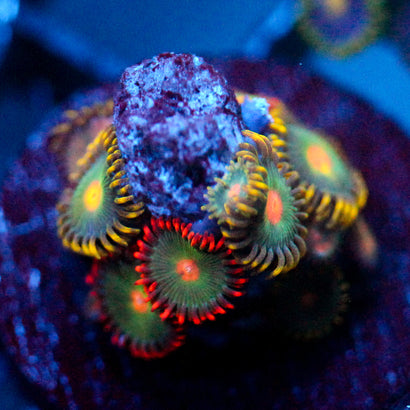 JC Saturn Zoanthid mix