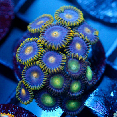 JC Birthstone Zoanthid Mix