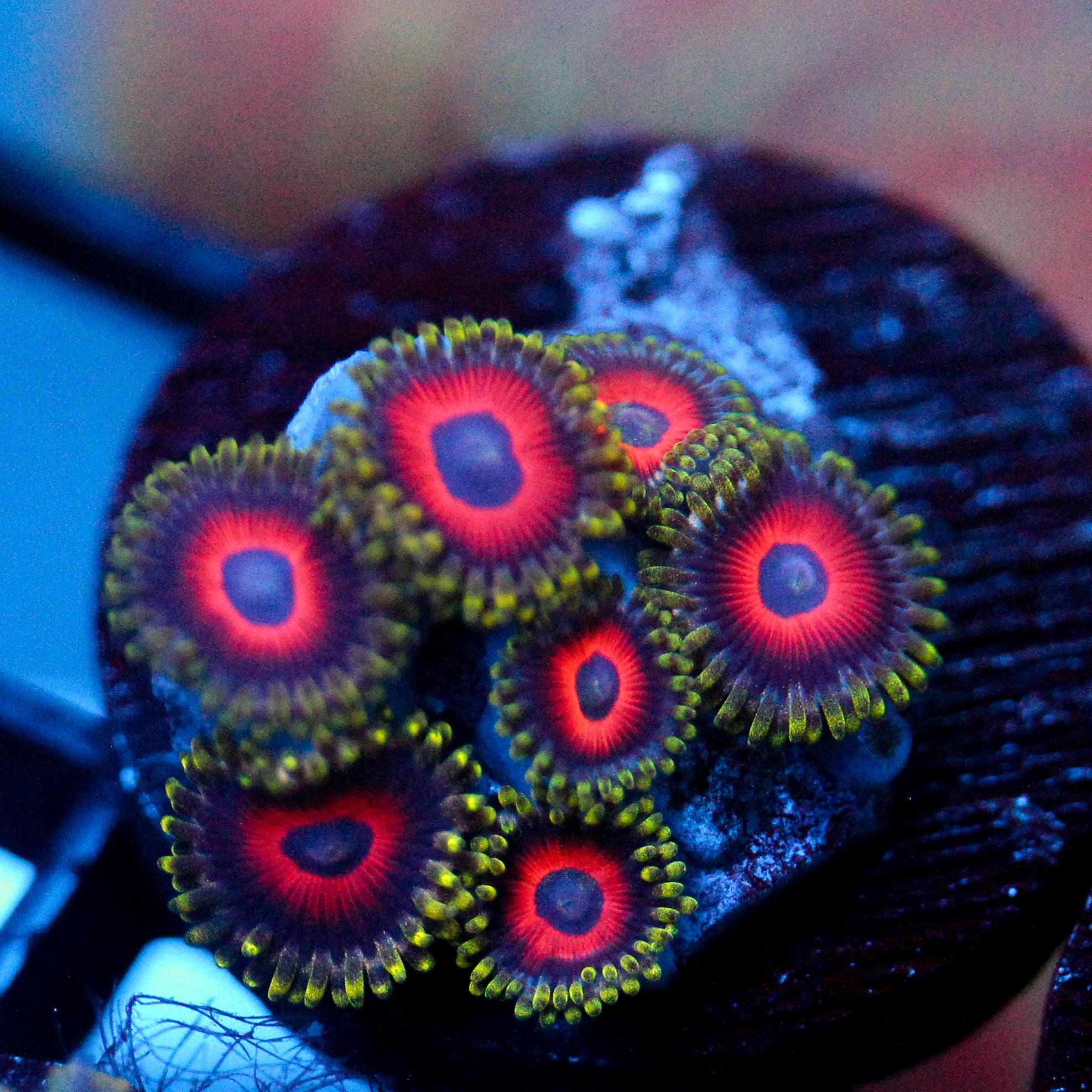 JC Empire Zoanthid