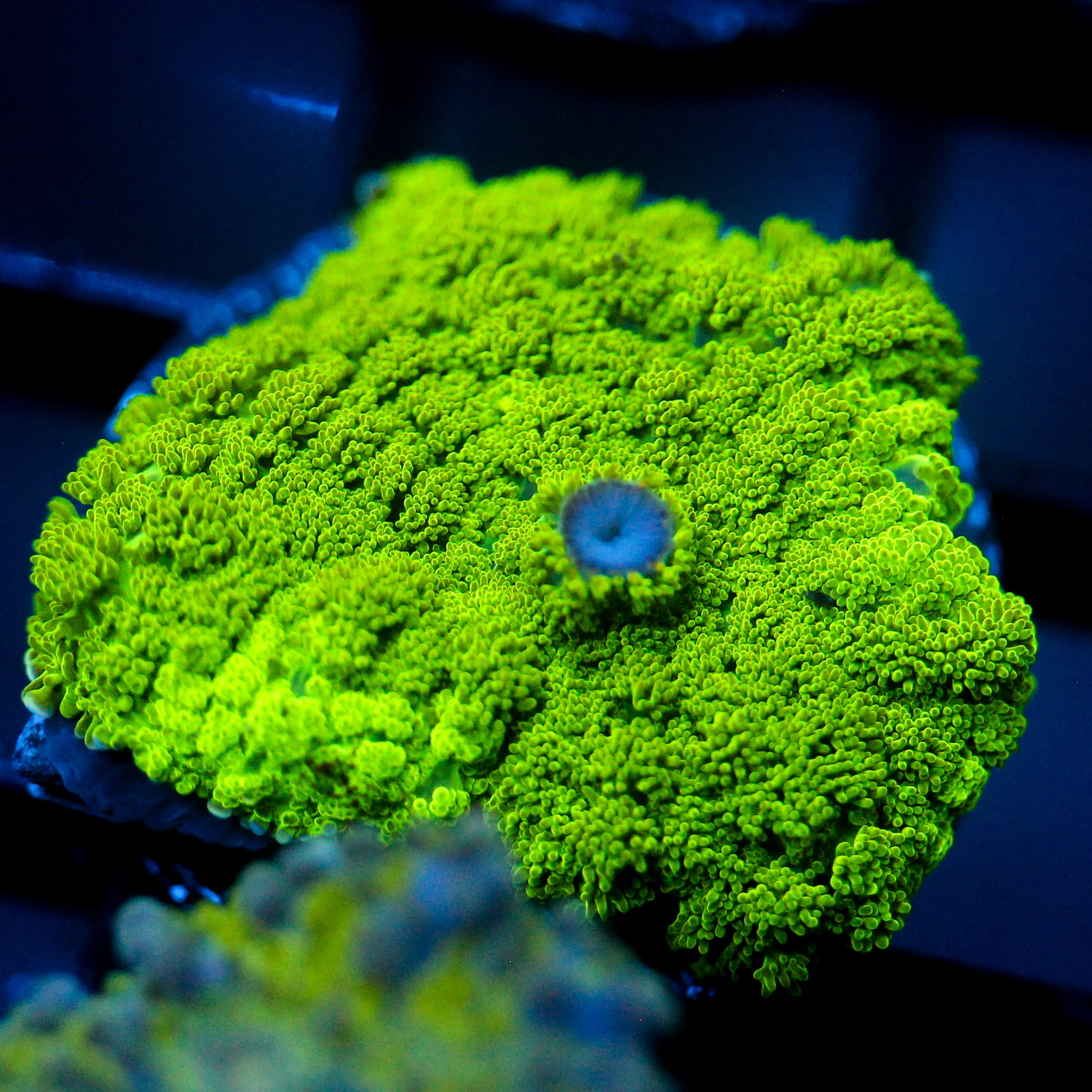 JC Neon Green Rhodactis