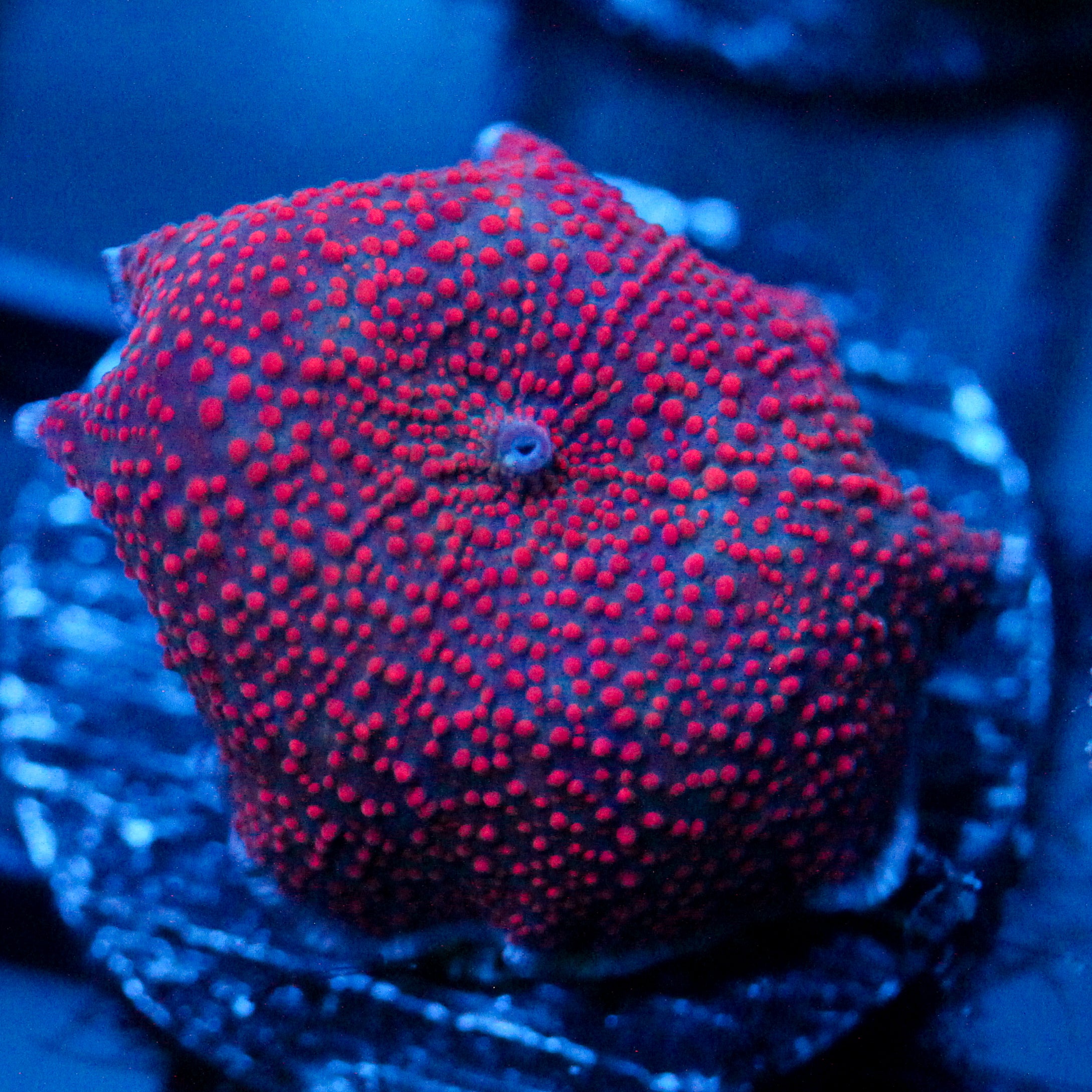 JC interstellar Discosoma