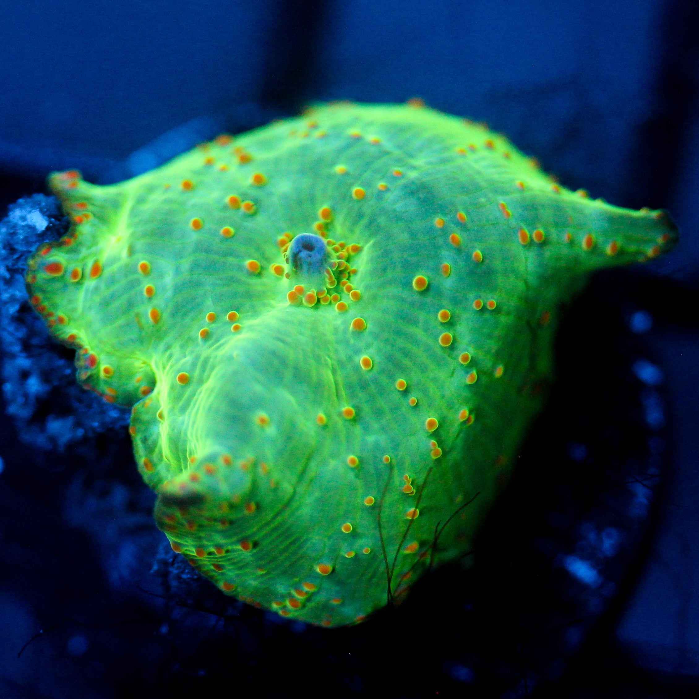 JC Toxic Nebula Discosoma