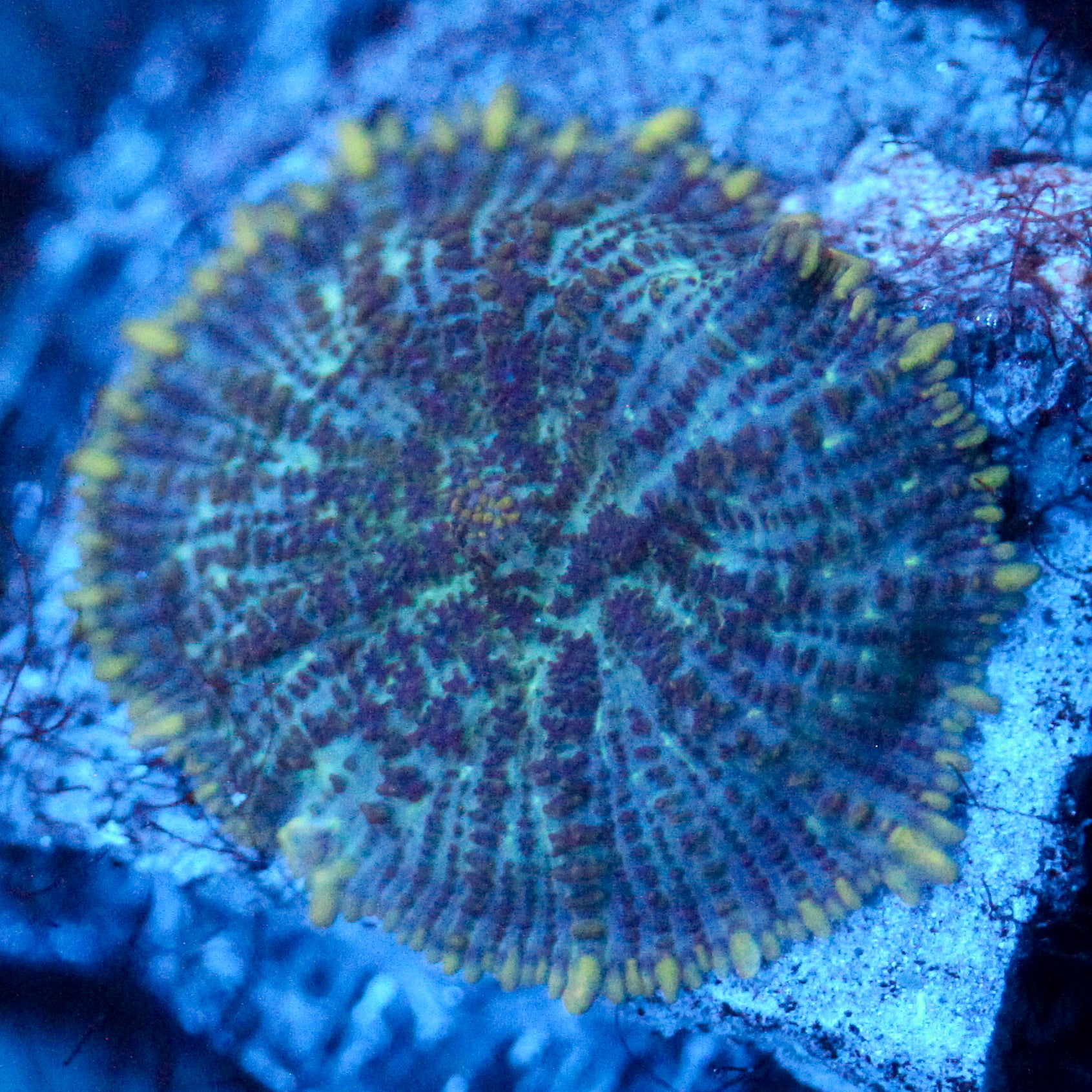 JC Purple Kiss Rhodactis