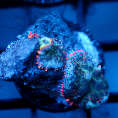 JC Yeti Flesh Rhodactis