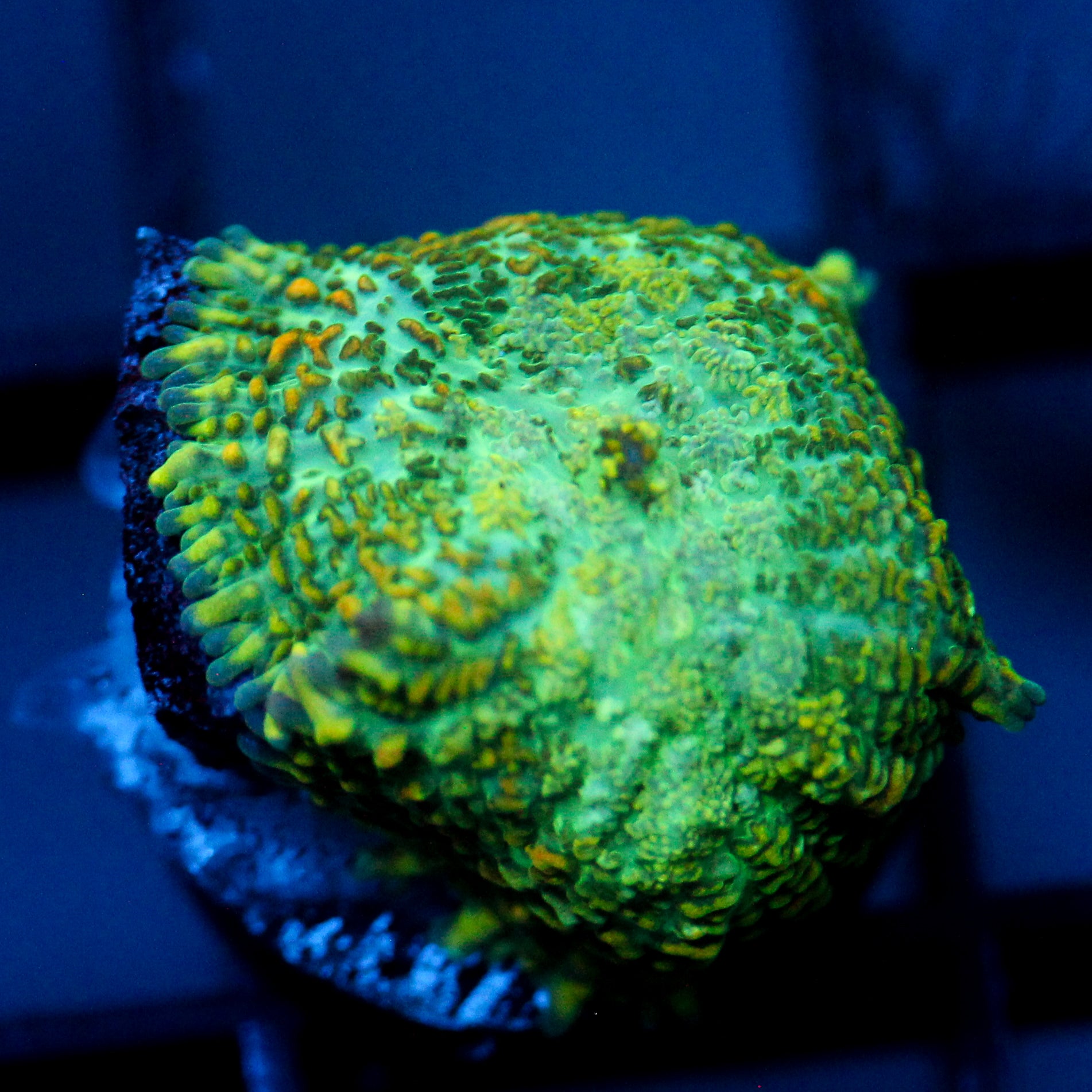 JC Lush Biome Rhodactis