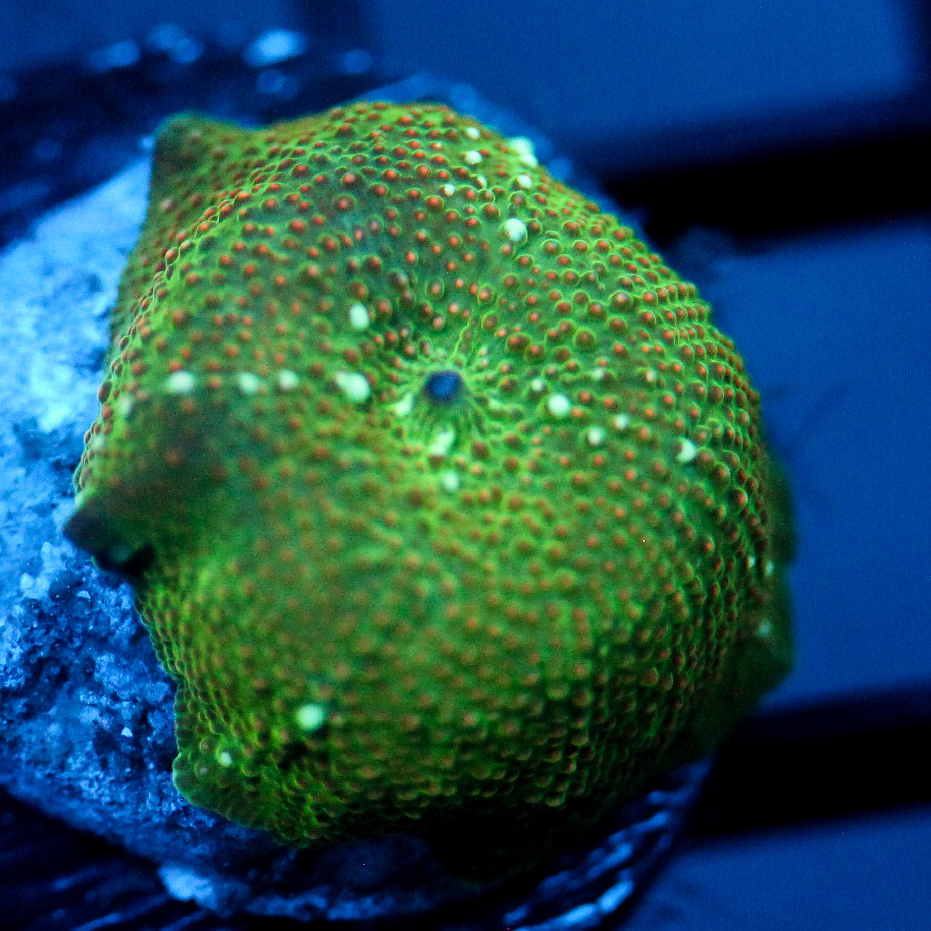 JC Green Stellar Discosoma