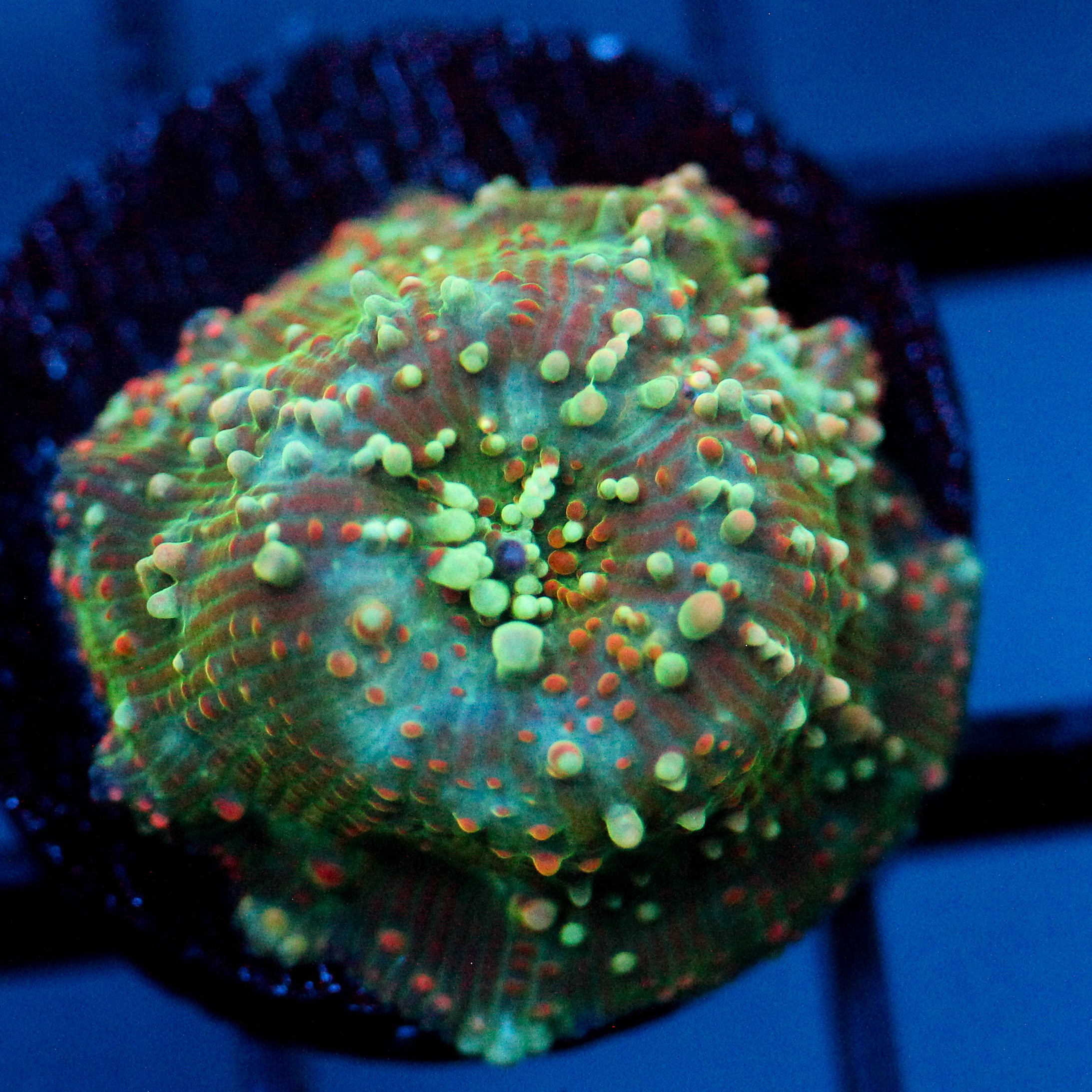 JC Octoberfest Discosoma