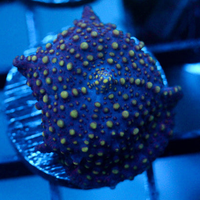 JC Lava Lamp Discosoma