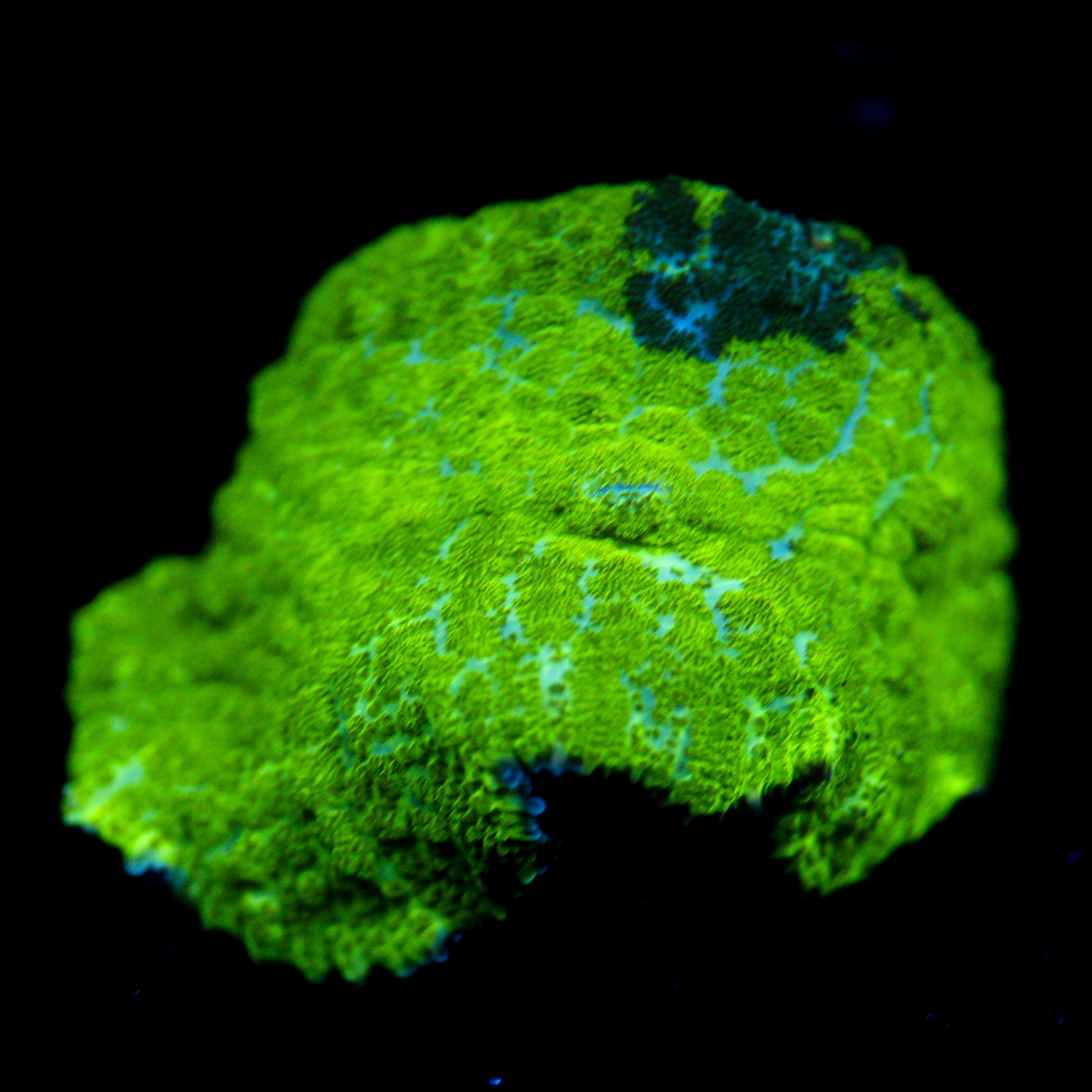 JC Kryptonite Rhodactis