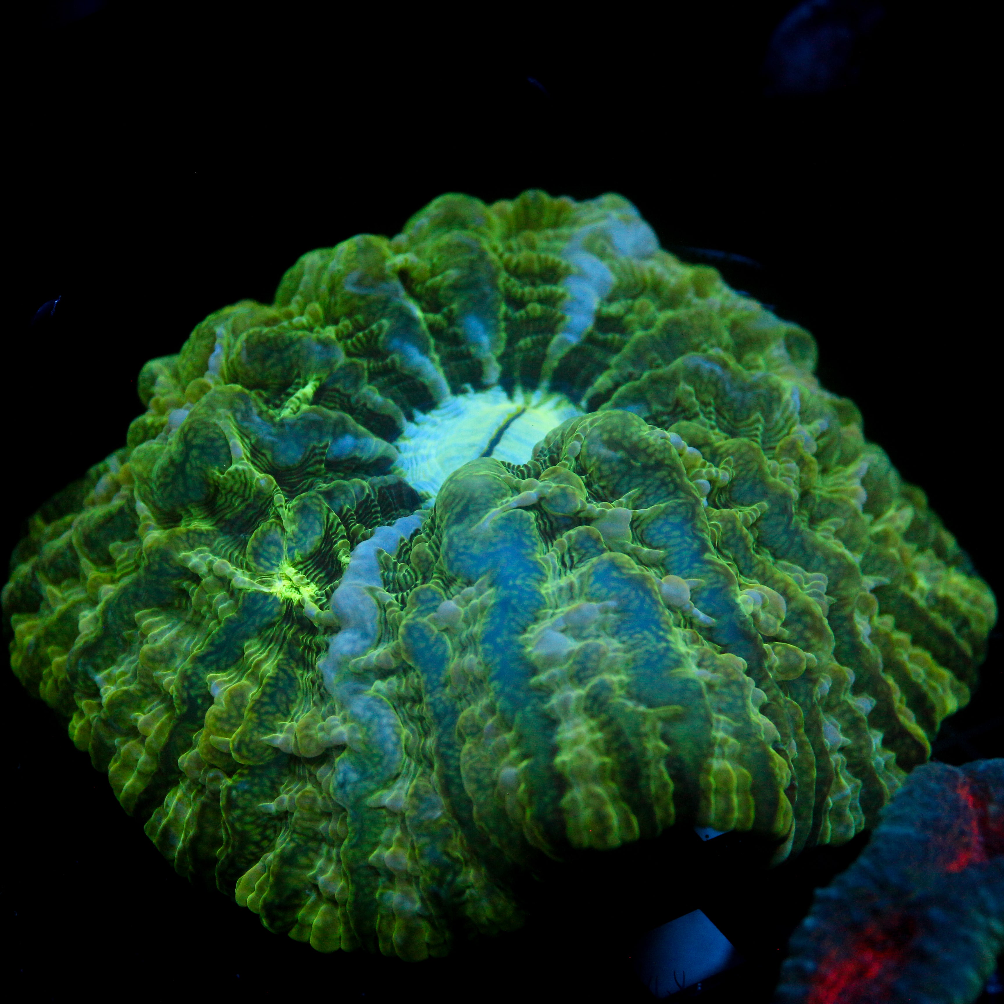 JC Lime Jello Cynarina 4.5"+