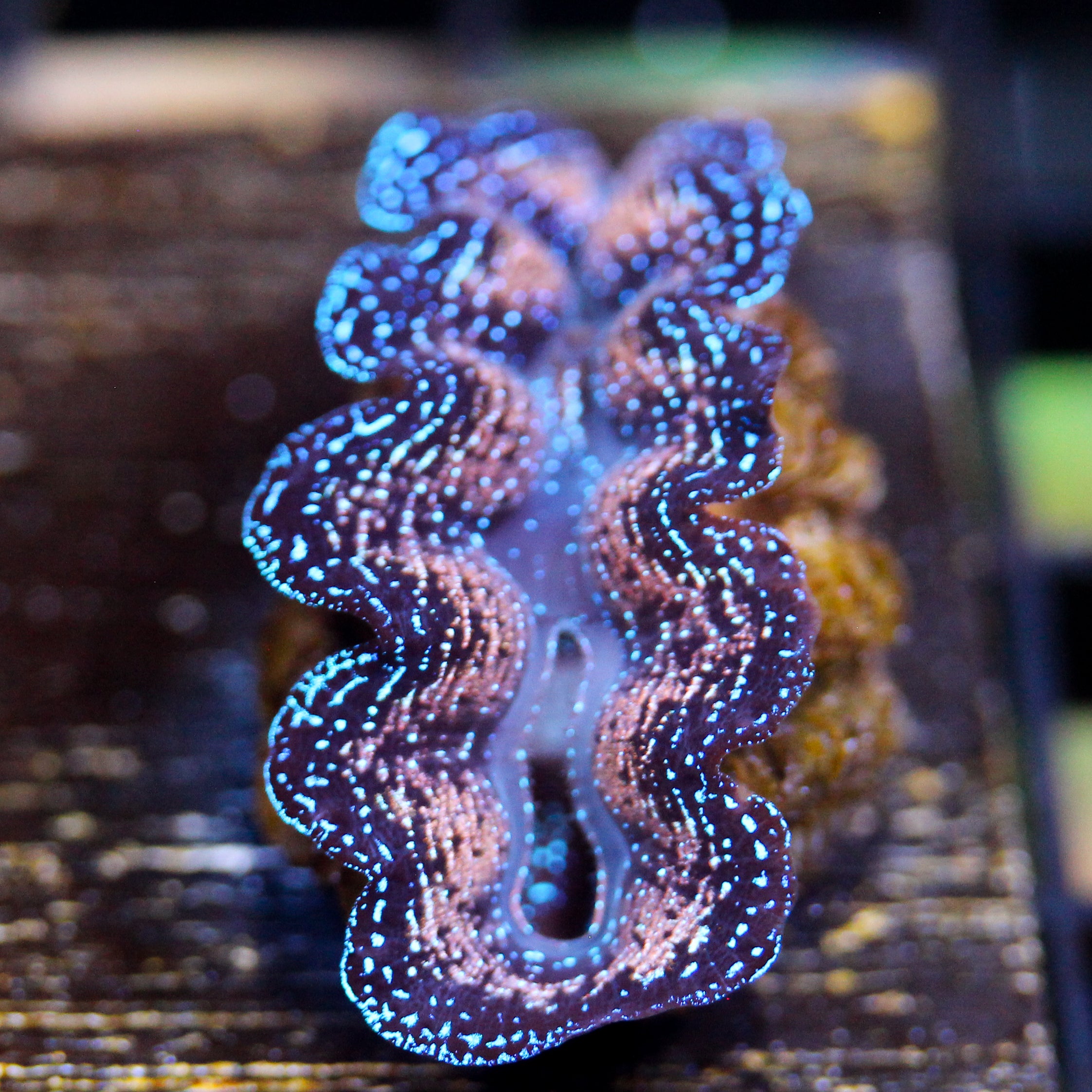 JC Ultra Crocea Gold Filigree
