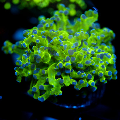 JC Hulk Octo
