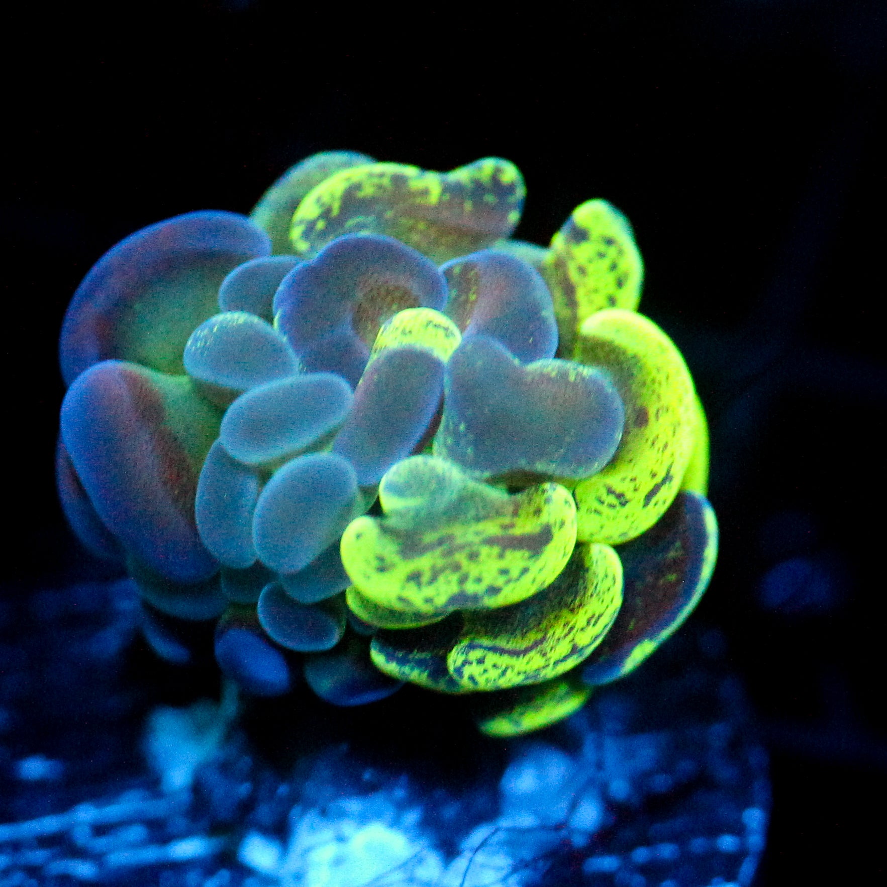 JC Ultra Splatter Hammer