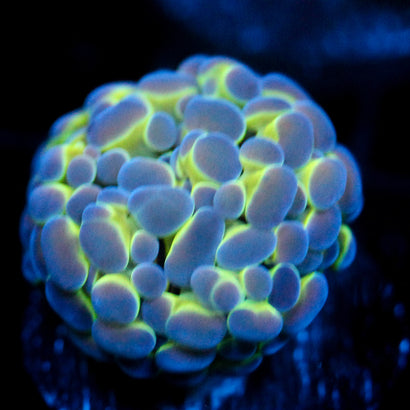 JC Hologram Hammer