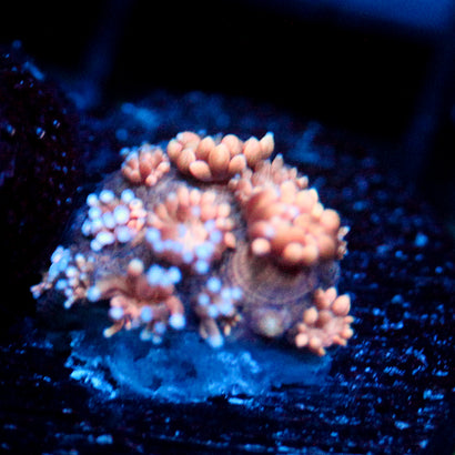 JC Pink Cotton Goni (Last one)