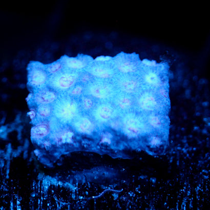 JC Purple Streamer Goni