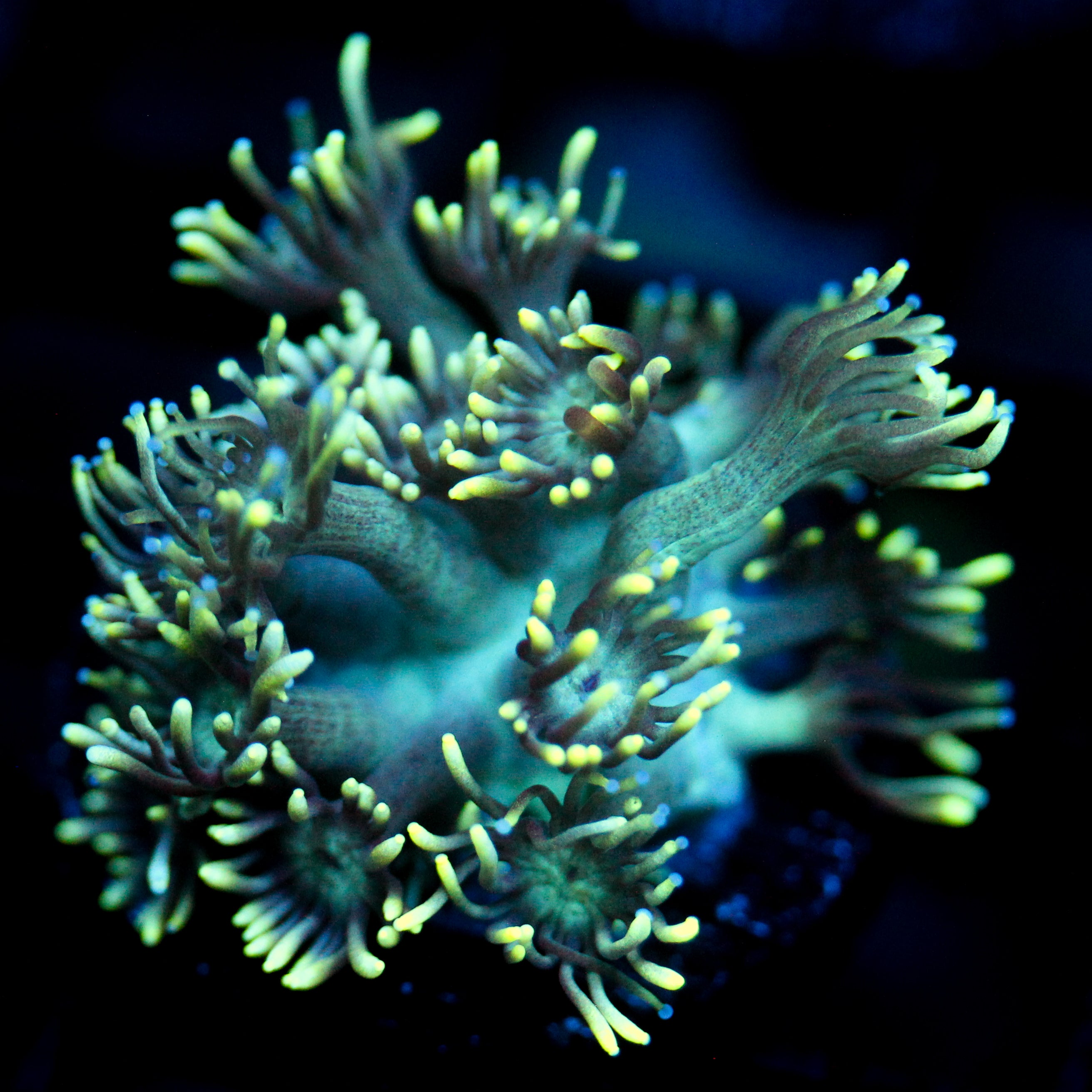 JC Electric Petals Goni