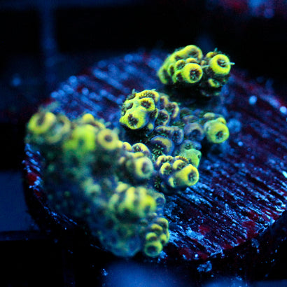 JC Neon Worm