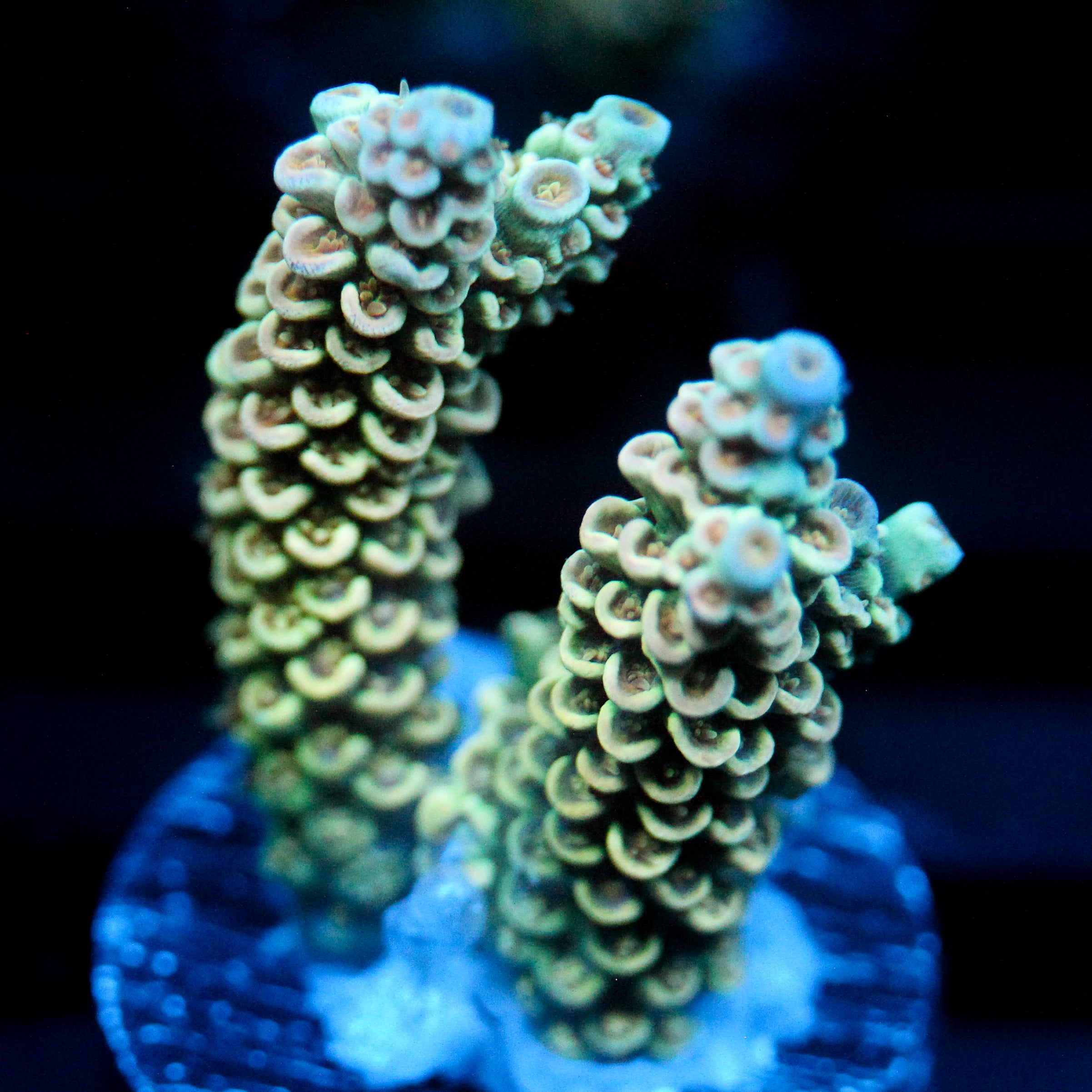 JC Underglow