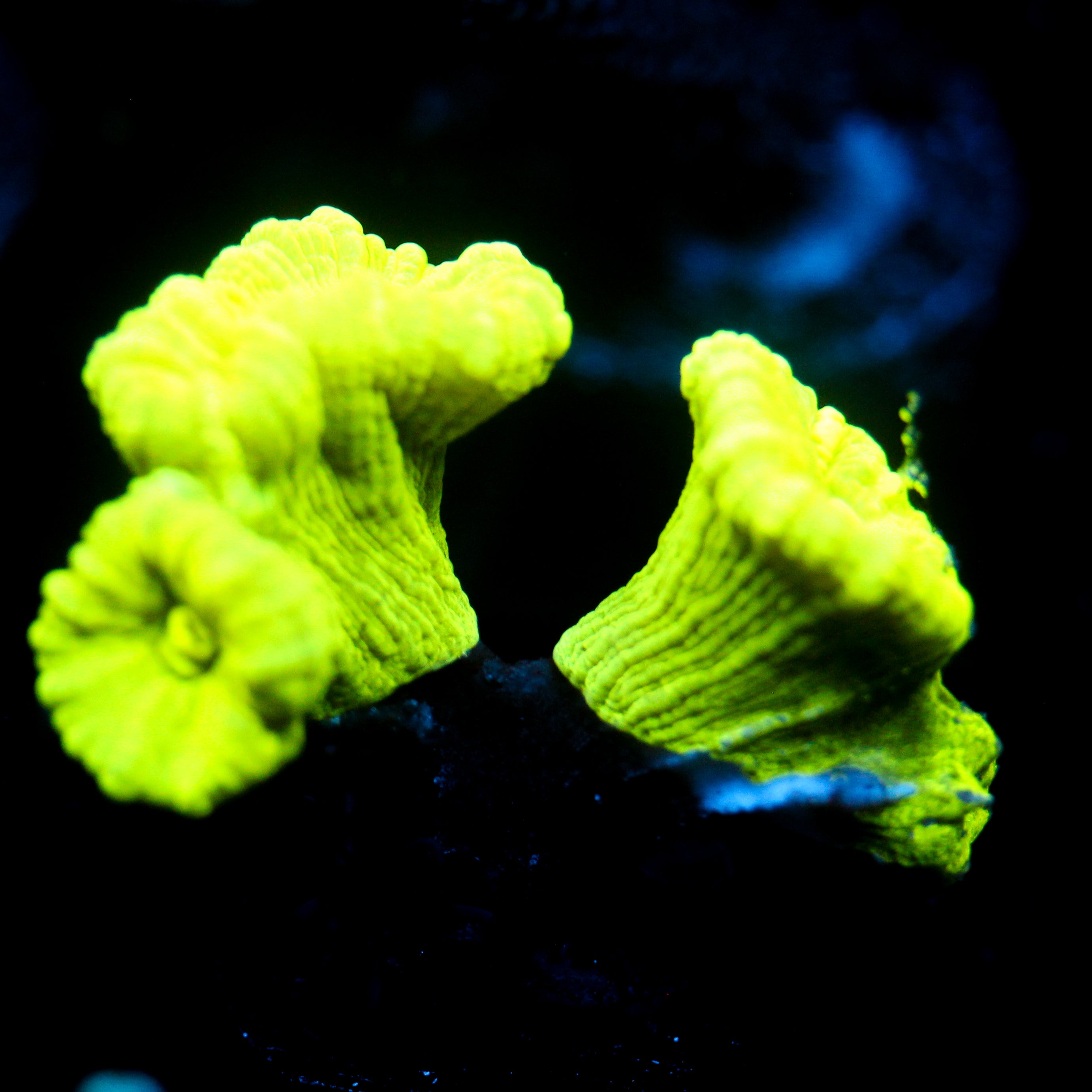 JC Neon Trumpet Coral