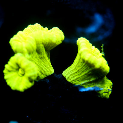 JC Neon Trumpet Coral