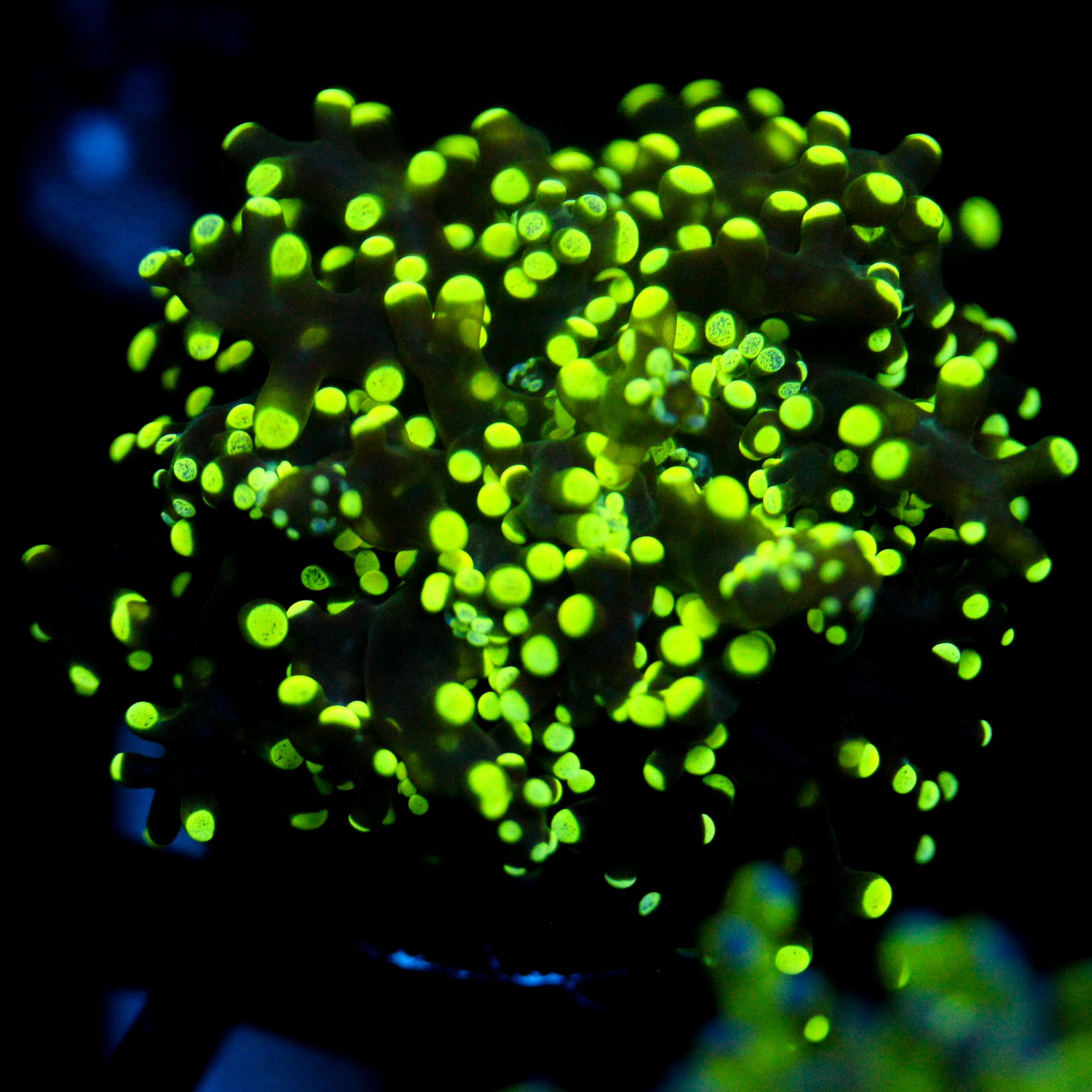 JC Splatter Octo