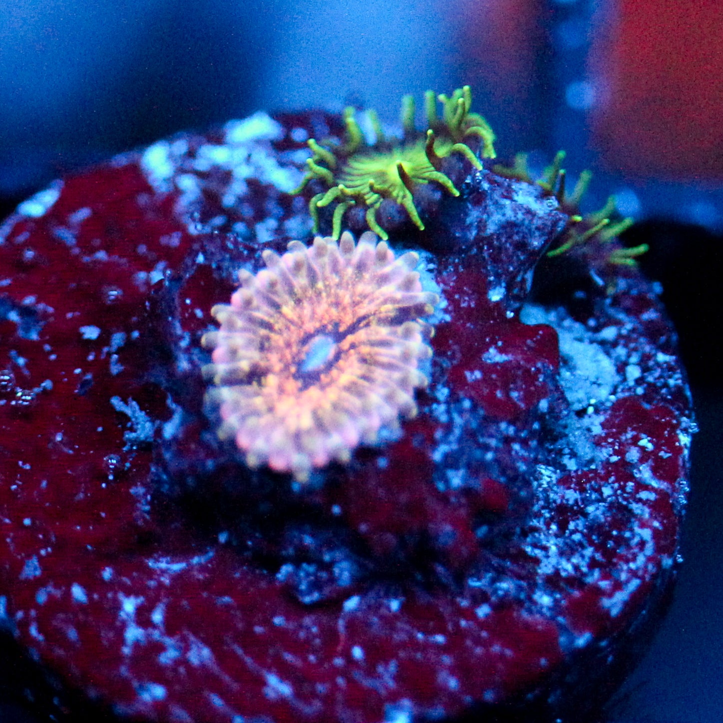JC Neptunes Bounty Zoanthid