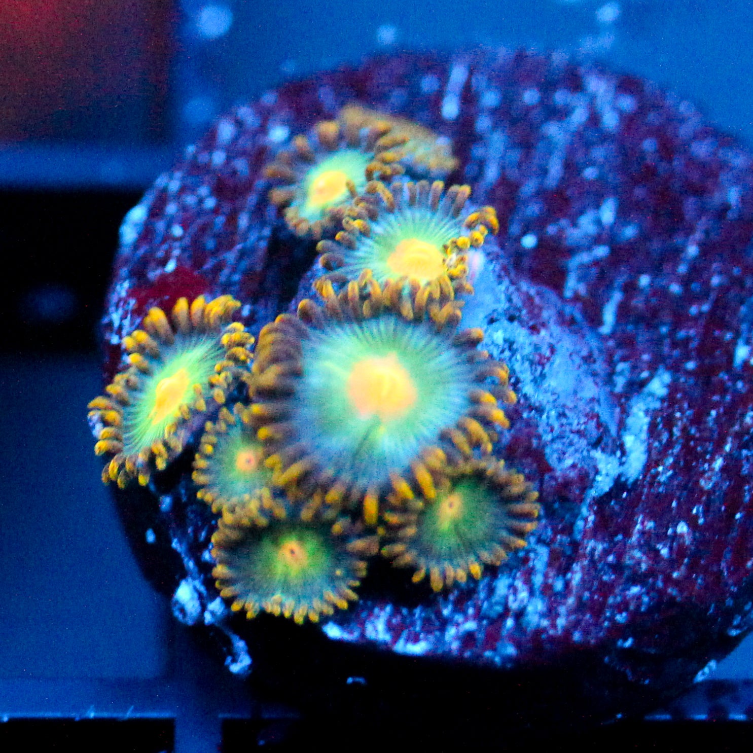 JC Saturn Zoanthid