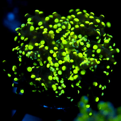 JC Splatter Octo