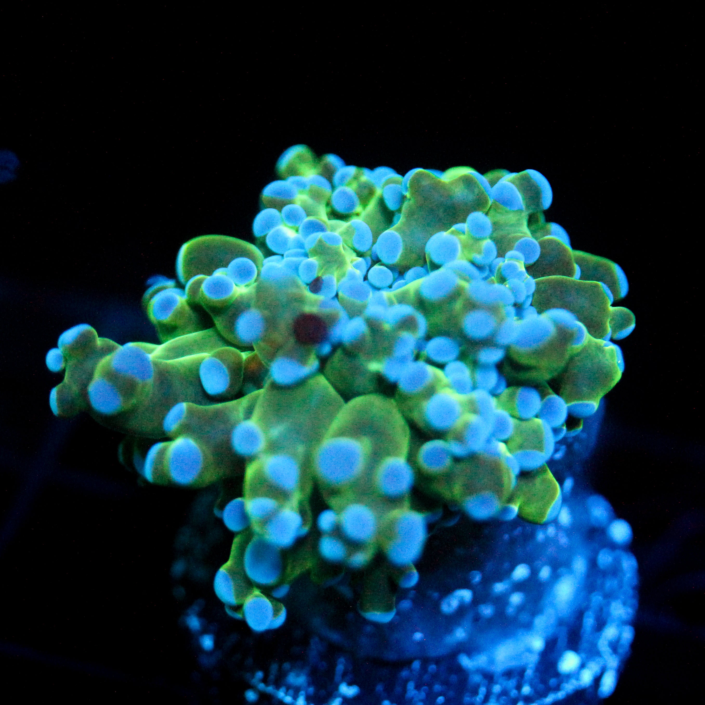 JC Hulk Octo